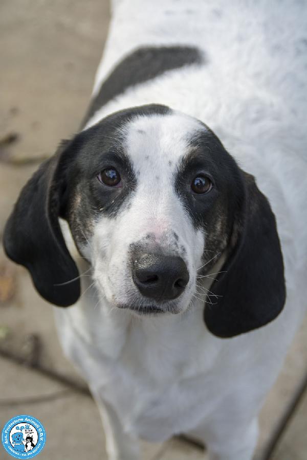 Belle, splendida cagnolona in attesa di una famiglia Foto 3